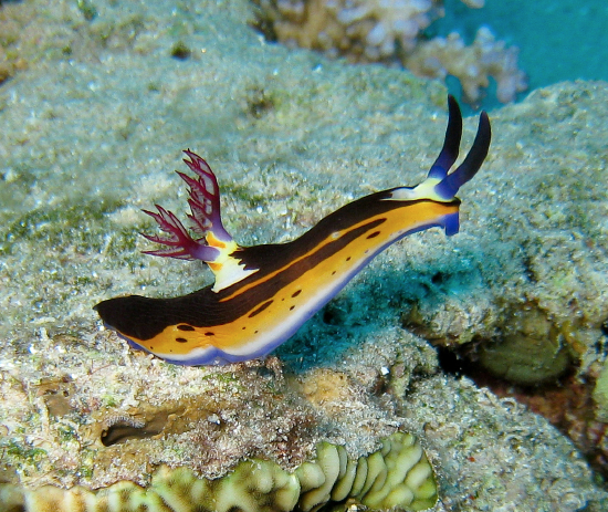  Nembrotha megalocera (Sea Slug)